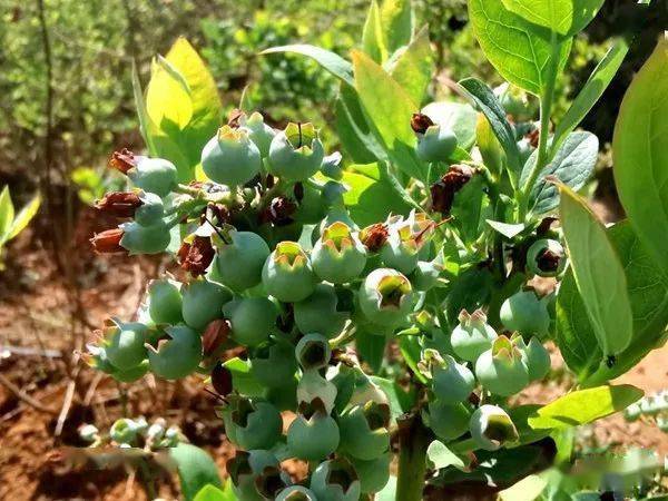 长势良好永丰秋甸蓝莓5月中旬成熟上市