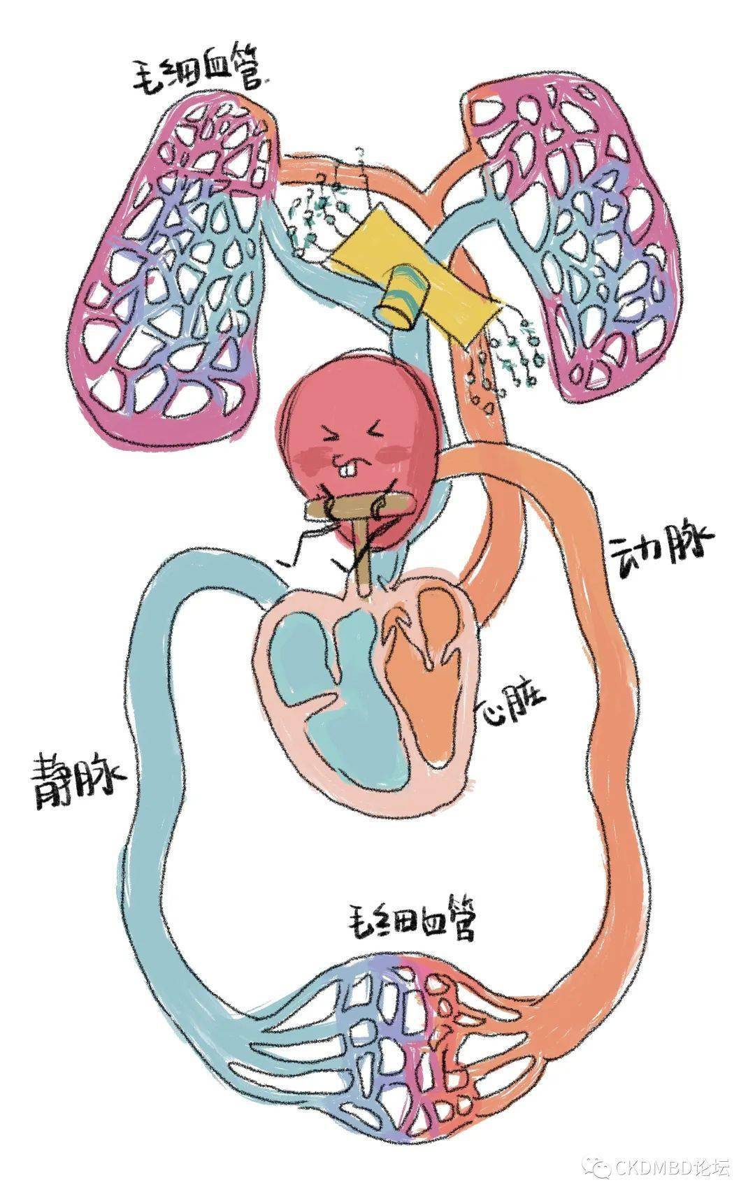 心脏收缩舒张过程图片