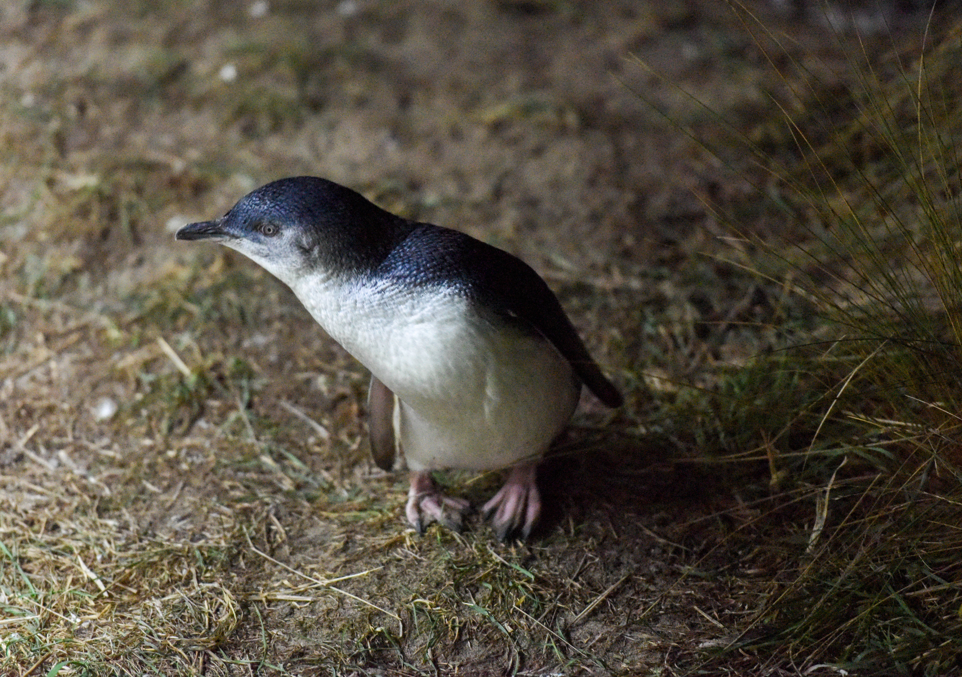 新西兰达尼丁夜探小蓝企鹅归巢路