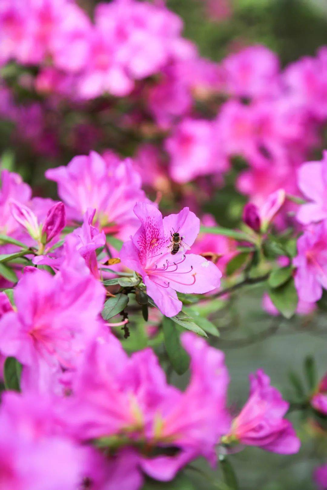 以其园中丰富的杜鹃品种,最大的栽植规模,成为武汉新花城十景之一