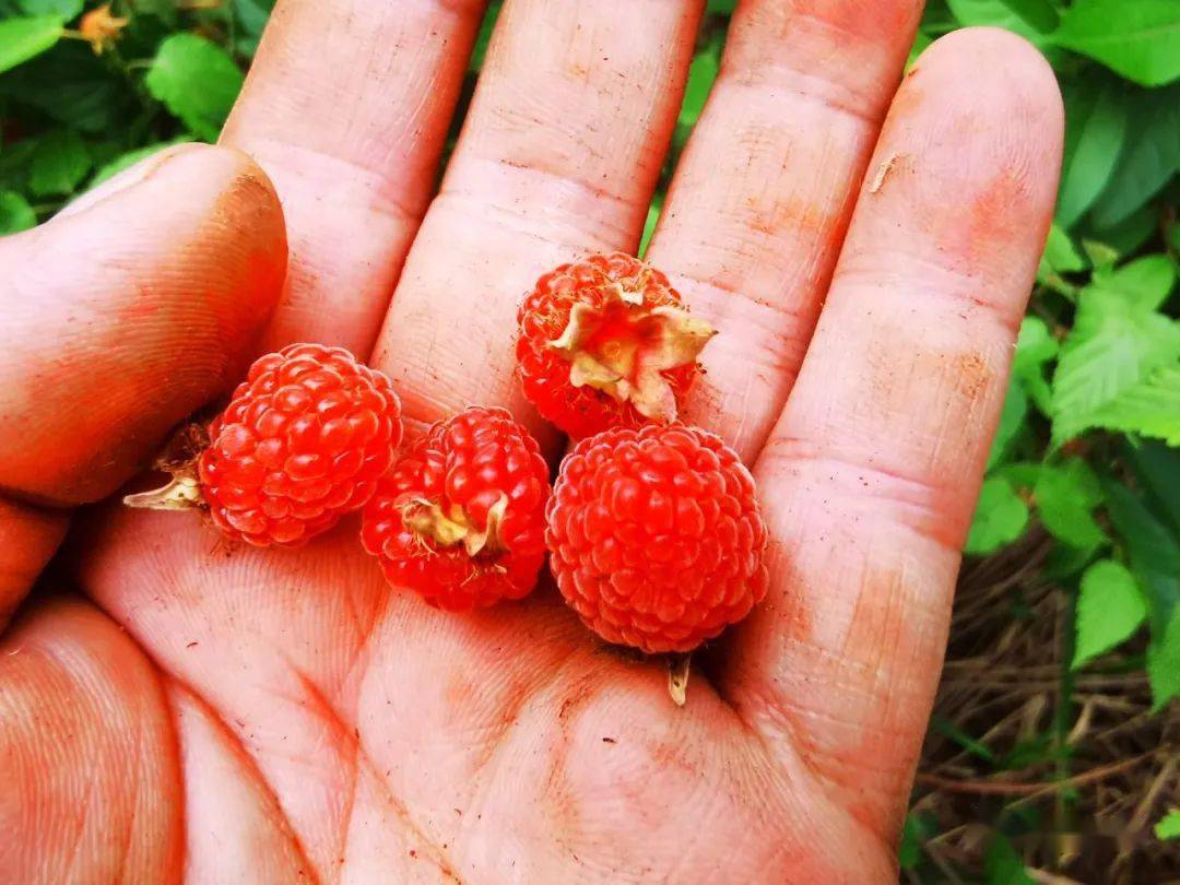 邵东山上的这种野果又熟了你有多久没吃过了