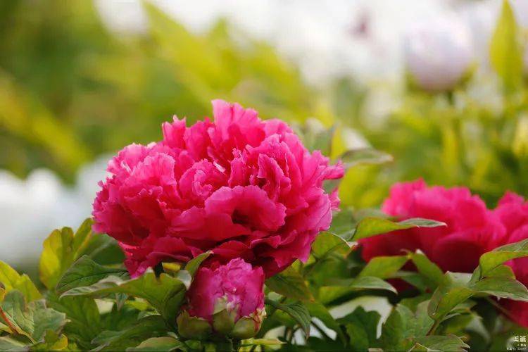 红色的牡丹可谓是花台上的主角,花开