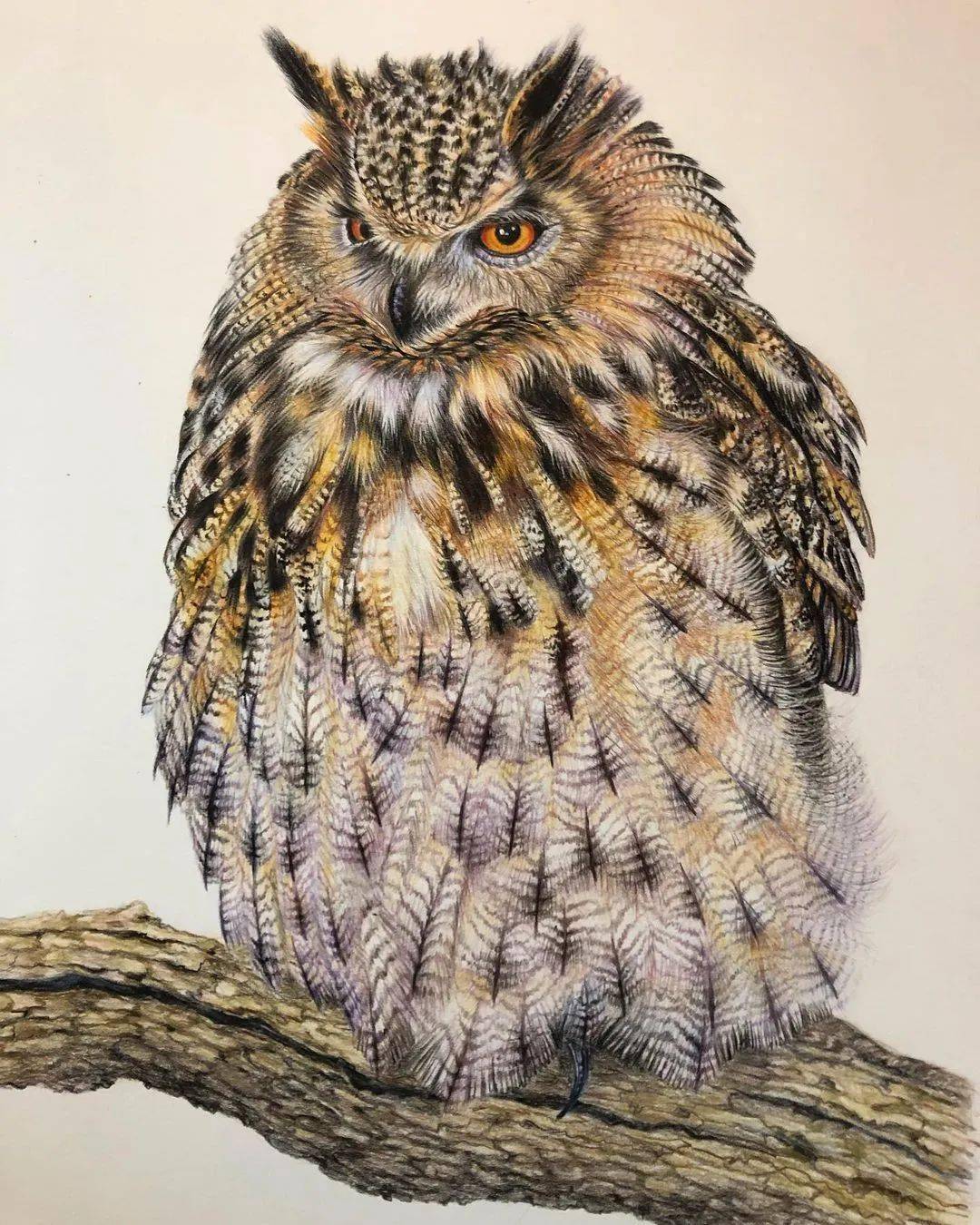 彩铅手绘入门 | 动物鸟类超写实彩铅画,彩铅动物画超真实_基础