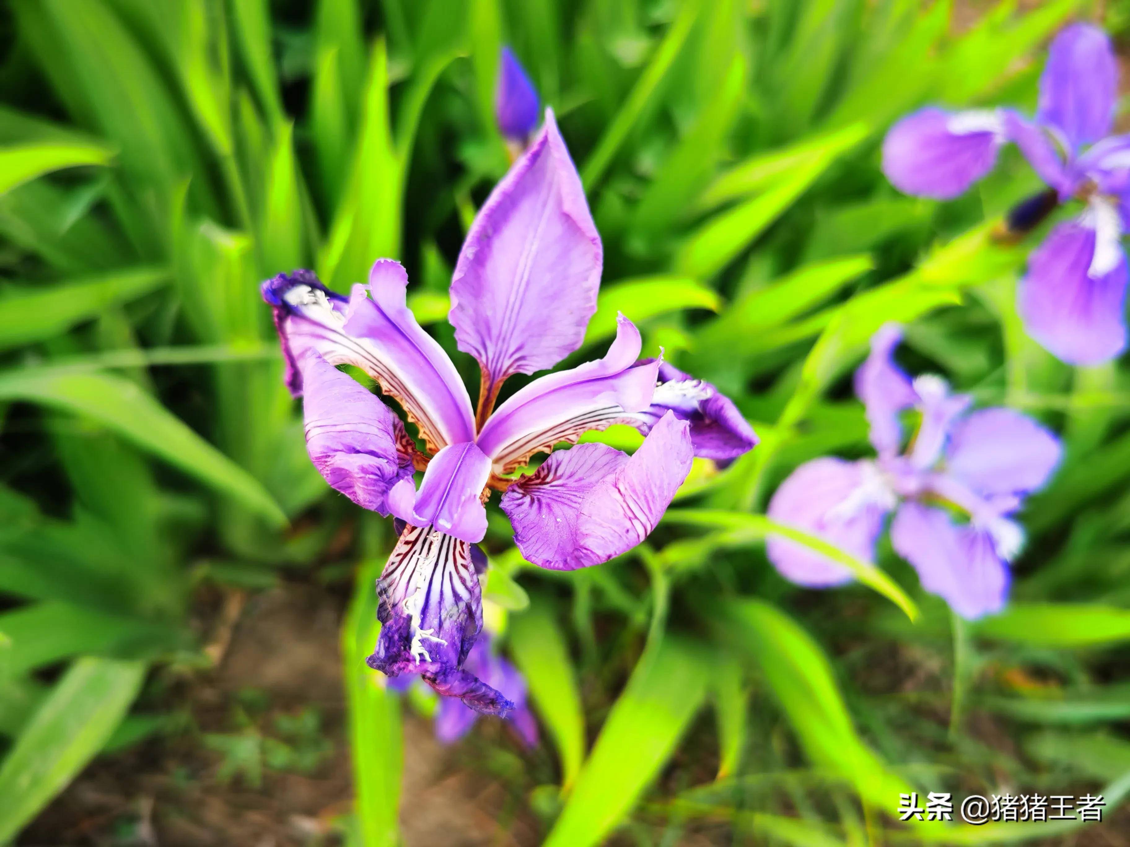 公路边的绿化带拍到的一种花,经常见但不知道是什么花?