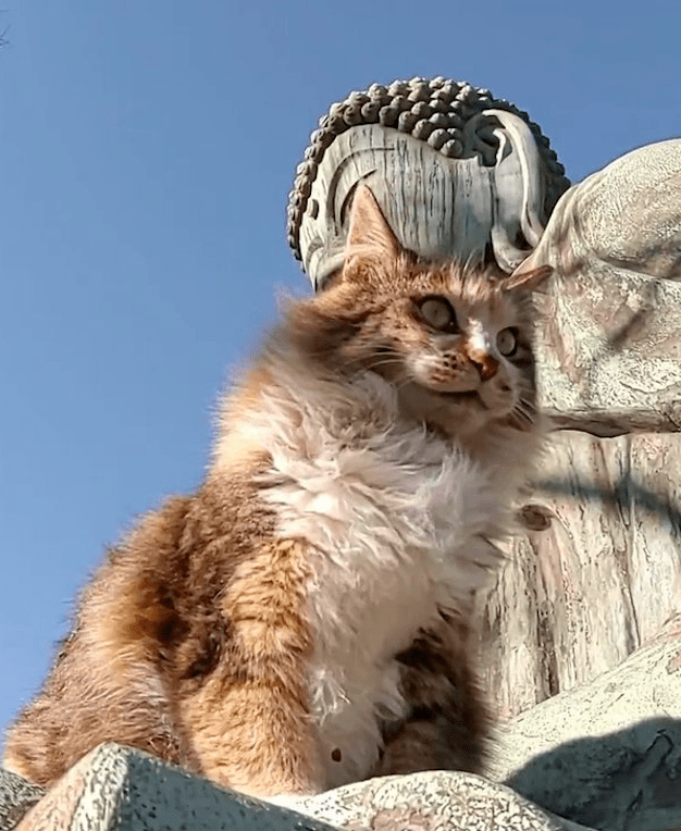 流浪猫躺在佛像手中晒太阳网友表示一看就是有灵性的猫咪