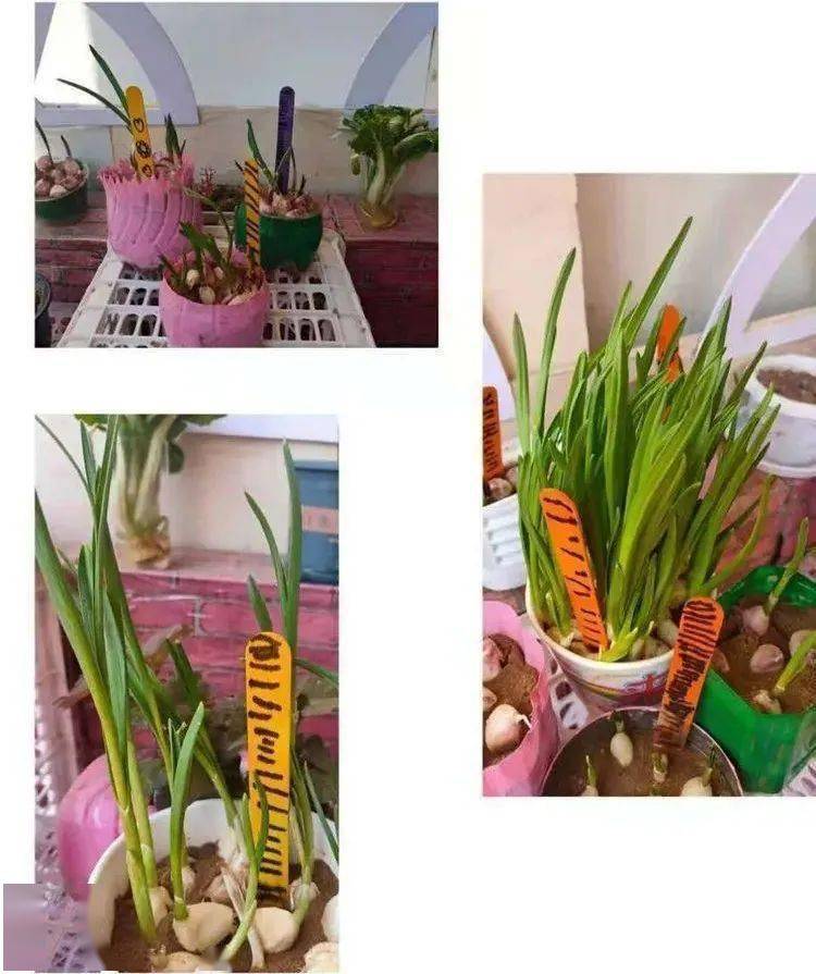 如何种植大蒜幼儿园 1d9545ba000849e3a1a829624f6d6d55.jpeg