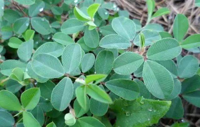 被农民忽略的鸡眼草,是一种珍贵的中药材,市面上一斤50遭疯抢