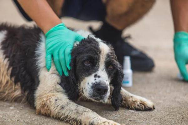 百万网友都在找它,结果……_西西