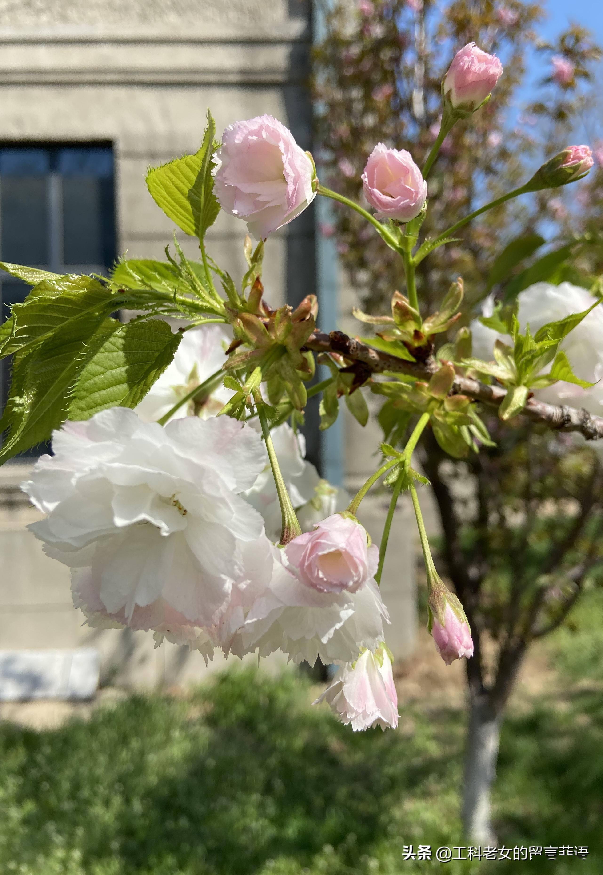 沈阳:白樱花,粉色的花苞开出白色的花朵