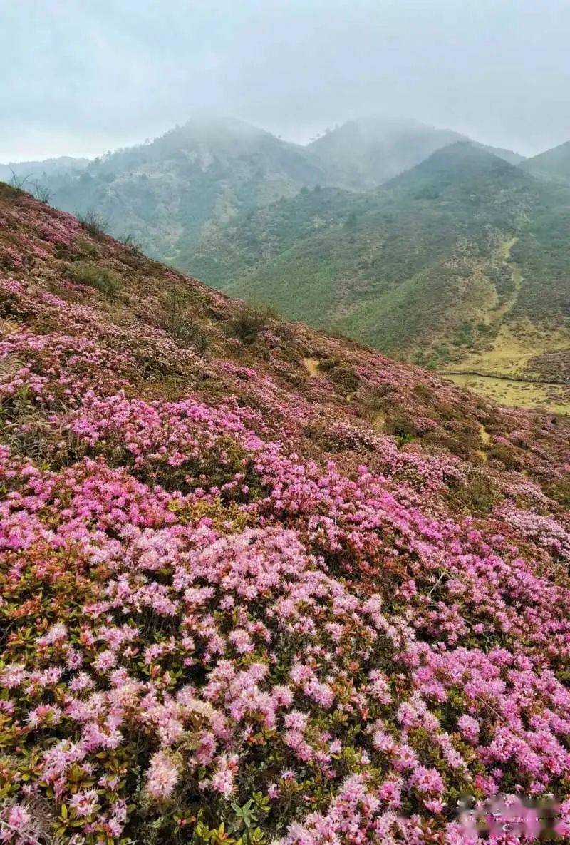 最是山花烂漫时!昆明禄劝万亩杜鹃等你来_轿子雪山