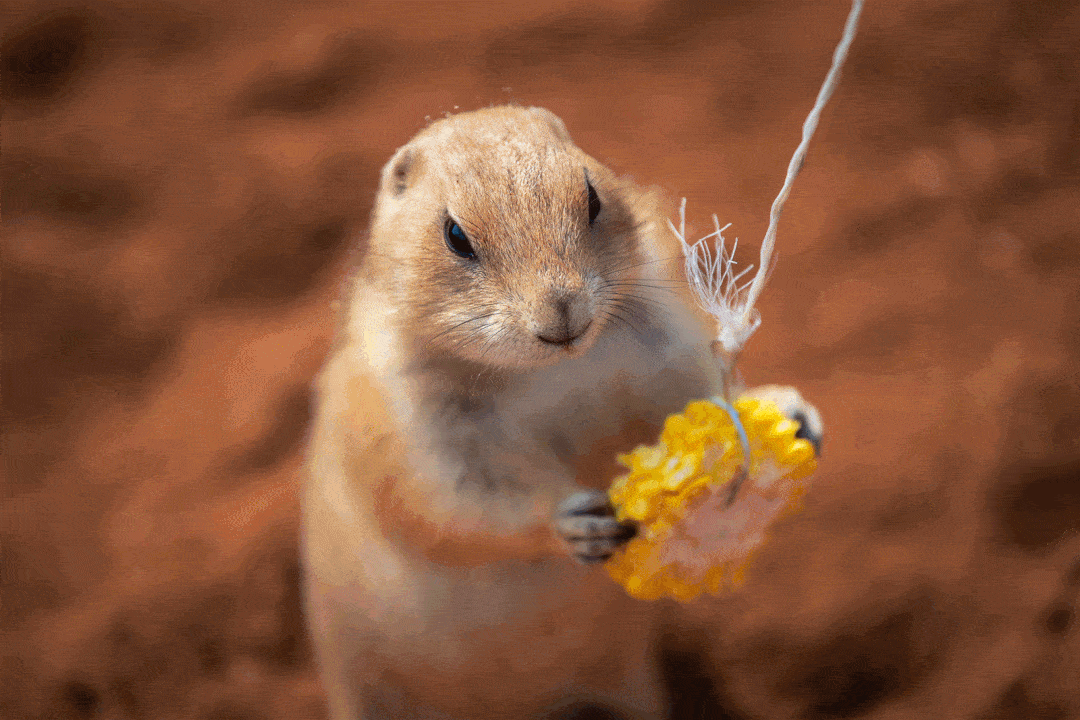 黑帽悬猴,黑天鹅等有趣温驯的动物,不仅有羊驼,斑马,土拔鼠,矮脚马