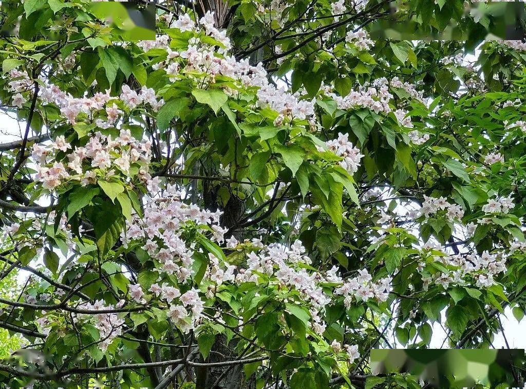 木中之王金丝楸