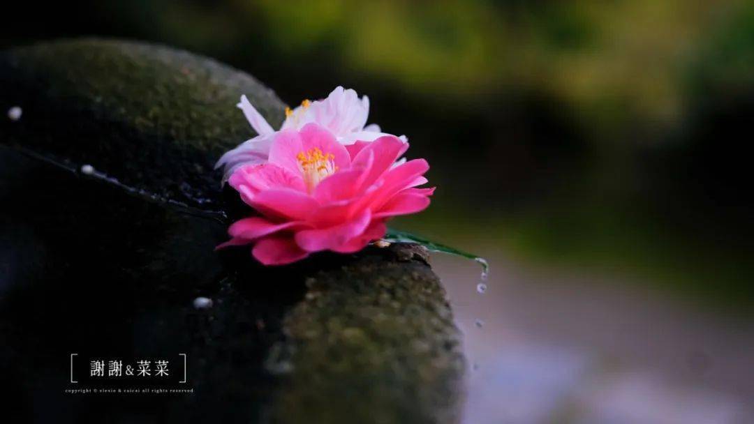 京都的花季 从 椿之寺 开始 京都的100件小事 山茶花