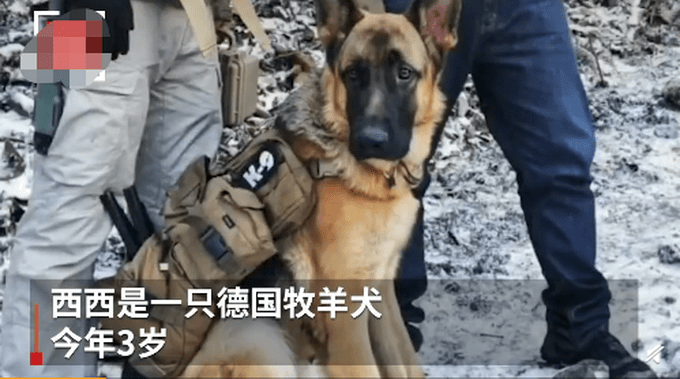 4月26日晚,一只曾经拯救过8个人的救援犬"西西,从主人的车上跑出