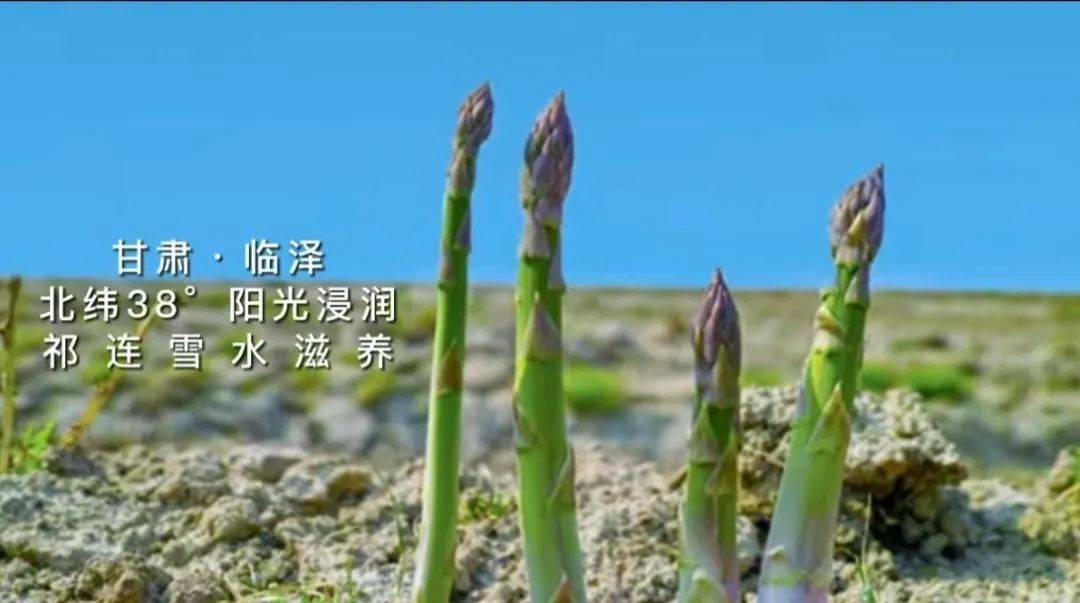 临泽芦笋上市,尝鲜"春天味道"_根部