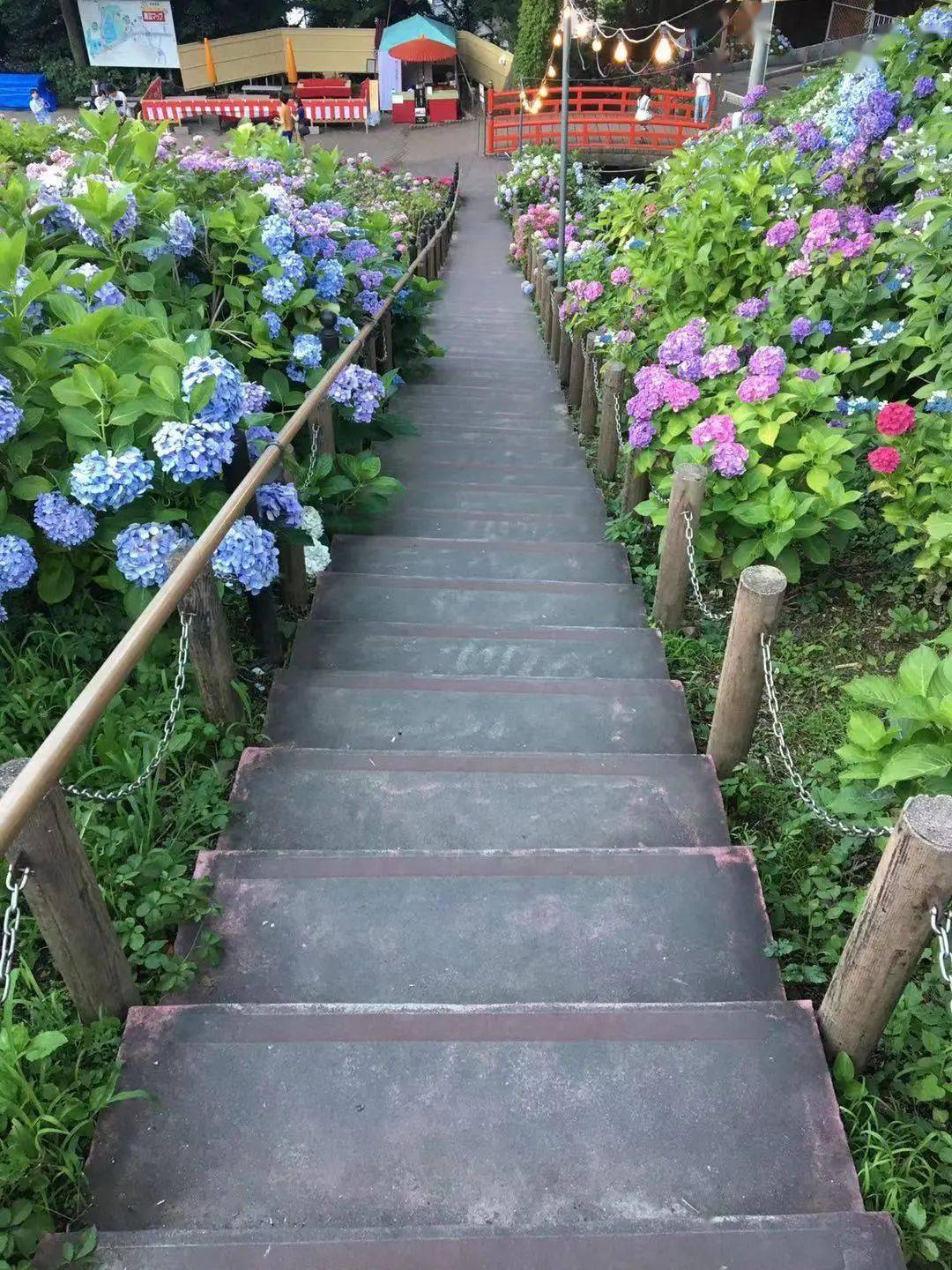 知道了紫阳花的花语 那你知道紫阳花的别名吗 分类