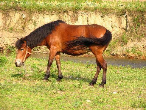 你不知道的贵州 | 古代贸易之路"茶马古道",贵州也有不少