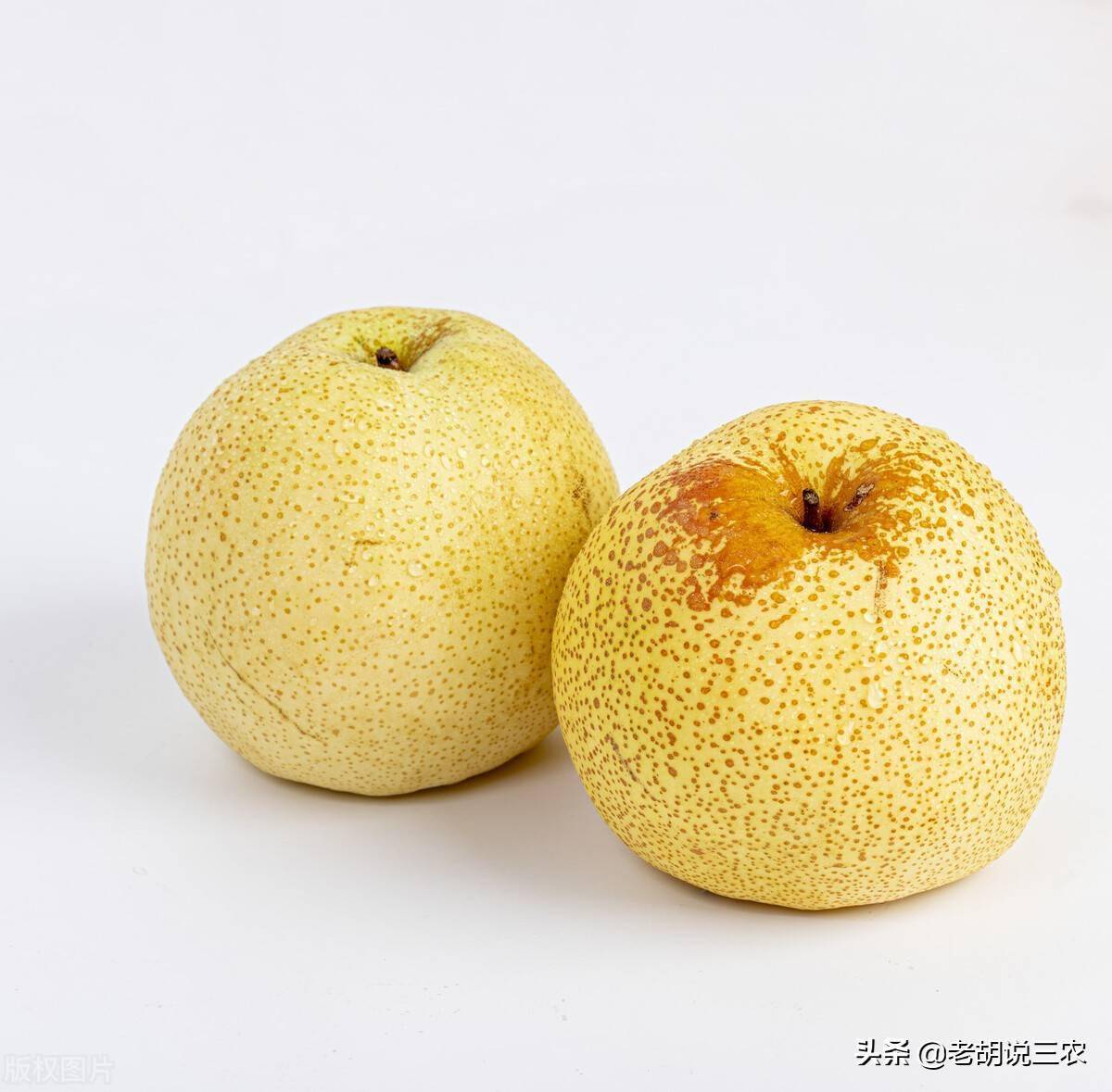 一斤只卖0 99元 昔日的 梨贵族 成了白菜价 砀山梨是咋了 疙瘩