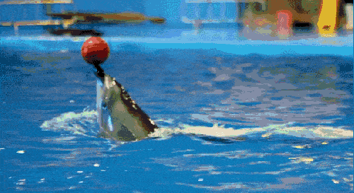 超萌大明星,让你感受视觉海狮之爱~站立,行走,倒立,顶皮球,水中跳舞等