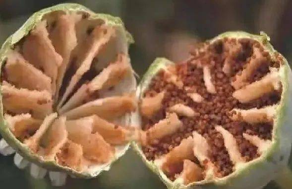 罂粟的横切果实