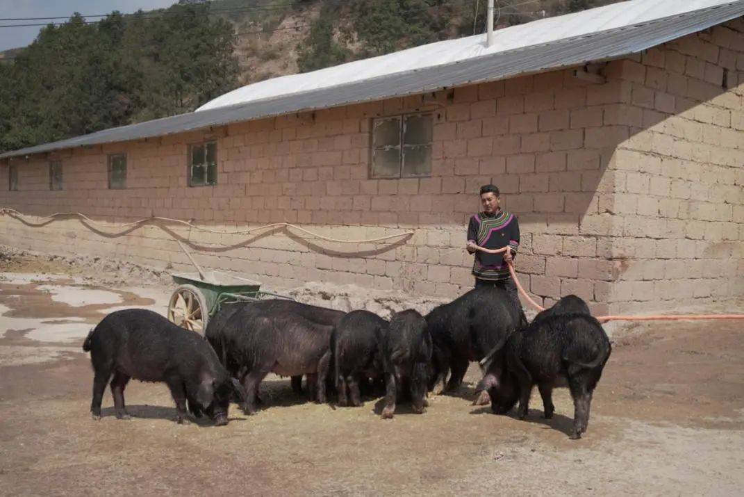 大凉山95后彝族小伙返乡养乌金猪,曾负债数十万修路建猪圈