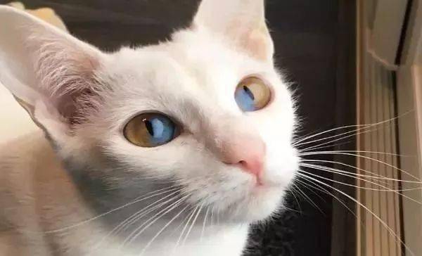 猫咪拥有罕见单眼异色瞳仿佛呈现两个世界简直美翻了