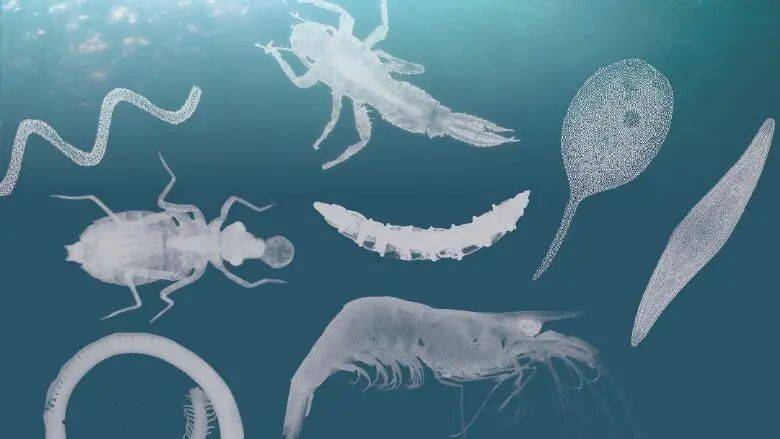 中国流域常见水生生物