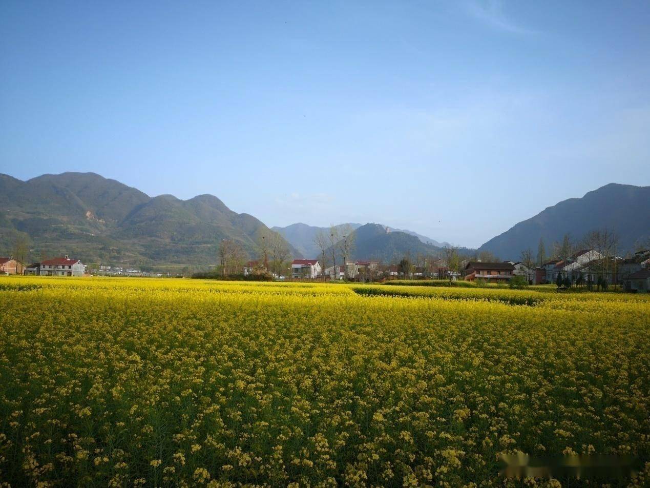 漢中市西鄉縣堰口鎮:名山 秀水 花海 綠茶美如畫