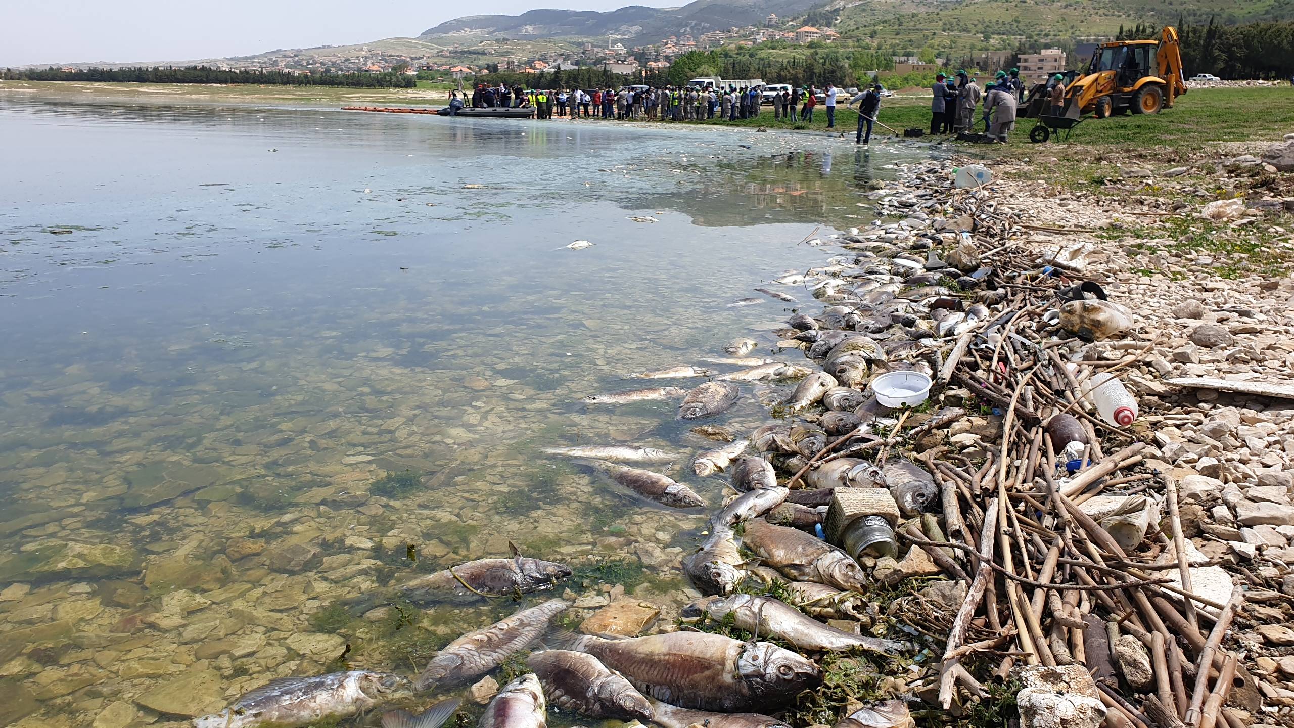 传染病致黎巴嫩一人工湖鱼类大量死亡