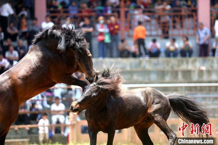 广西苗乡融水数十匹公马争夺"马王"