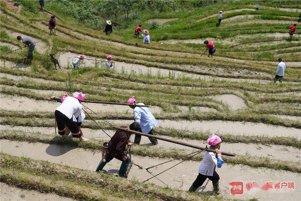 桂林龙胜龙脊梯田举行开耕节场面壮观