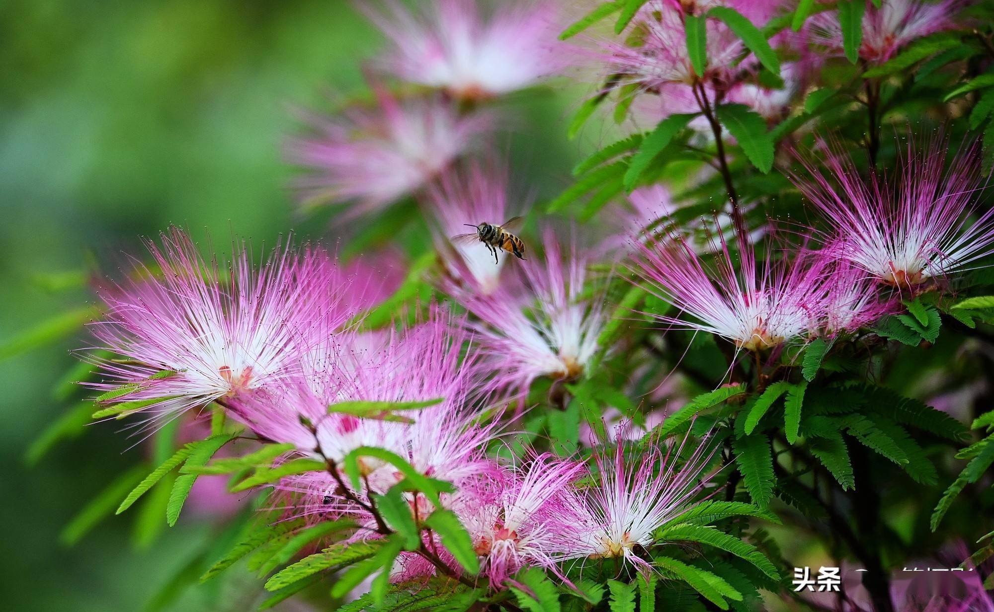 美蕊花即苏里南朱缨花又名红合欢