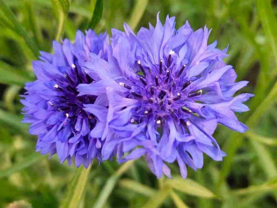 紫色雪茄花81薰衣草82千日红83车轴草84酢浆草85紫叶酢浆草86非洲堇87