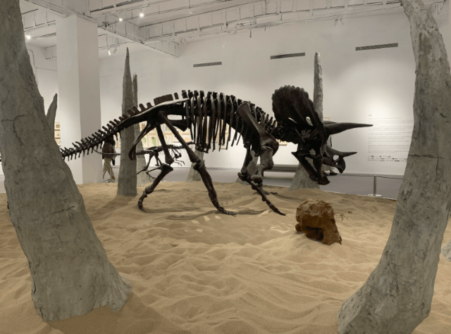 博物|8米长恐龙模型、远古琥珀、黑水摄影……假期来这里能大饱眼福