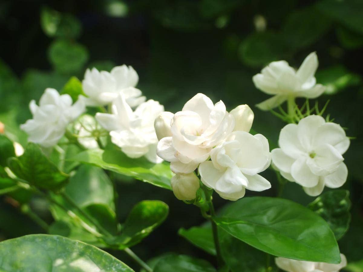 好一朵美丽的茉莉花！茉莉花不会养，现在就教你，开花开不停