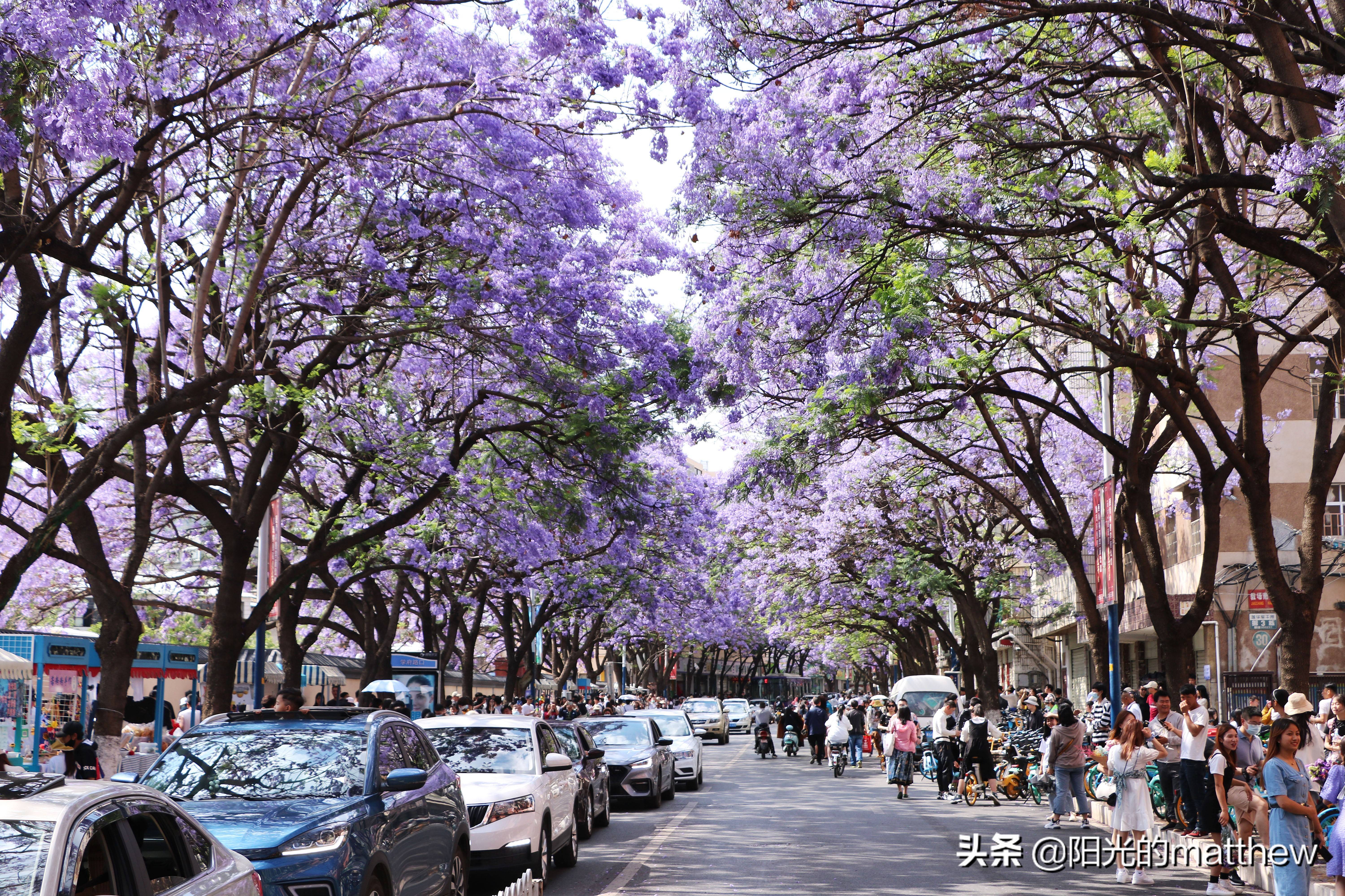 昆明:教场中路蓝花楹盛开,花潮人流汇成一幅美丽图景