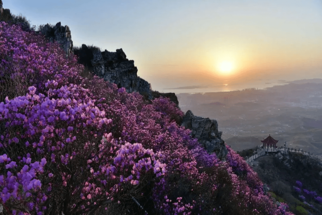 赏花正当时大黑山的杜鹃花开了