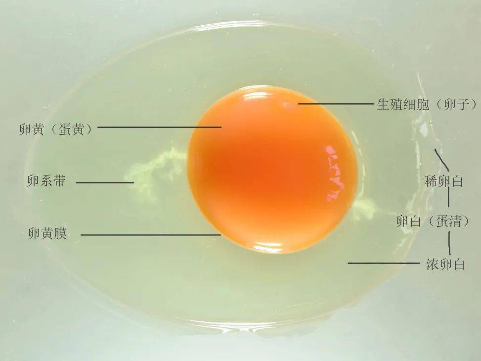 生鸡蛋的结构示意图图片