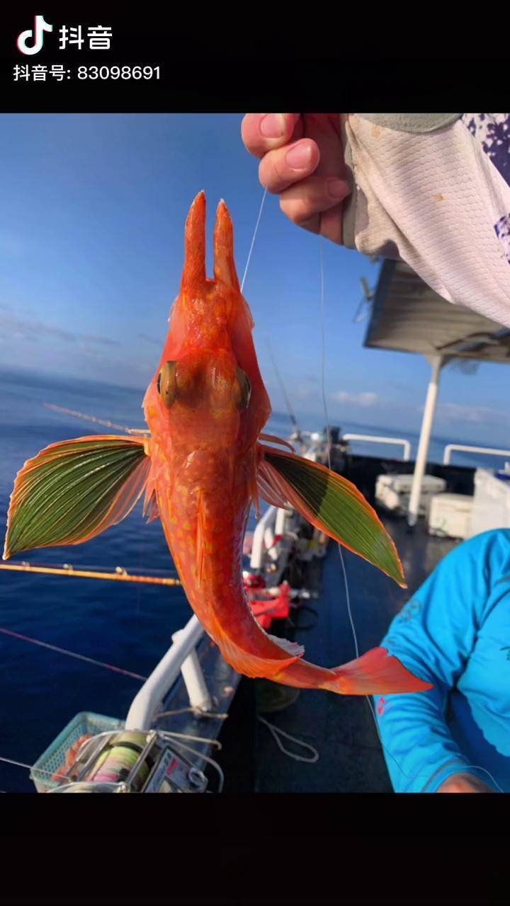 西沙群岛鱼种篇