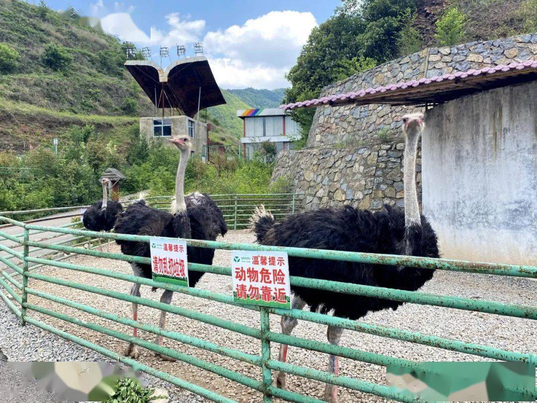 更新奇"小众"的乡村旅游,具有亲子属性的主题乐园,动物园等地,正在