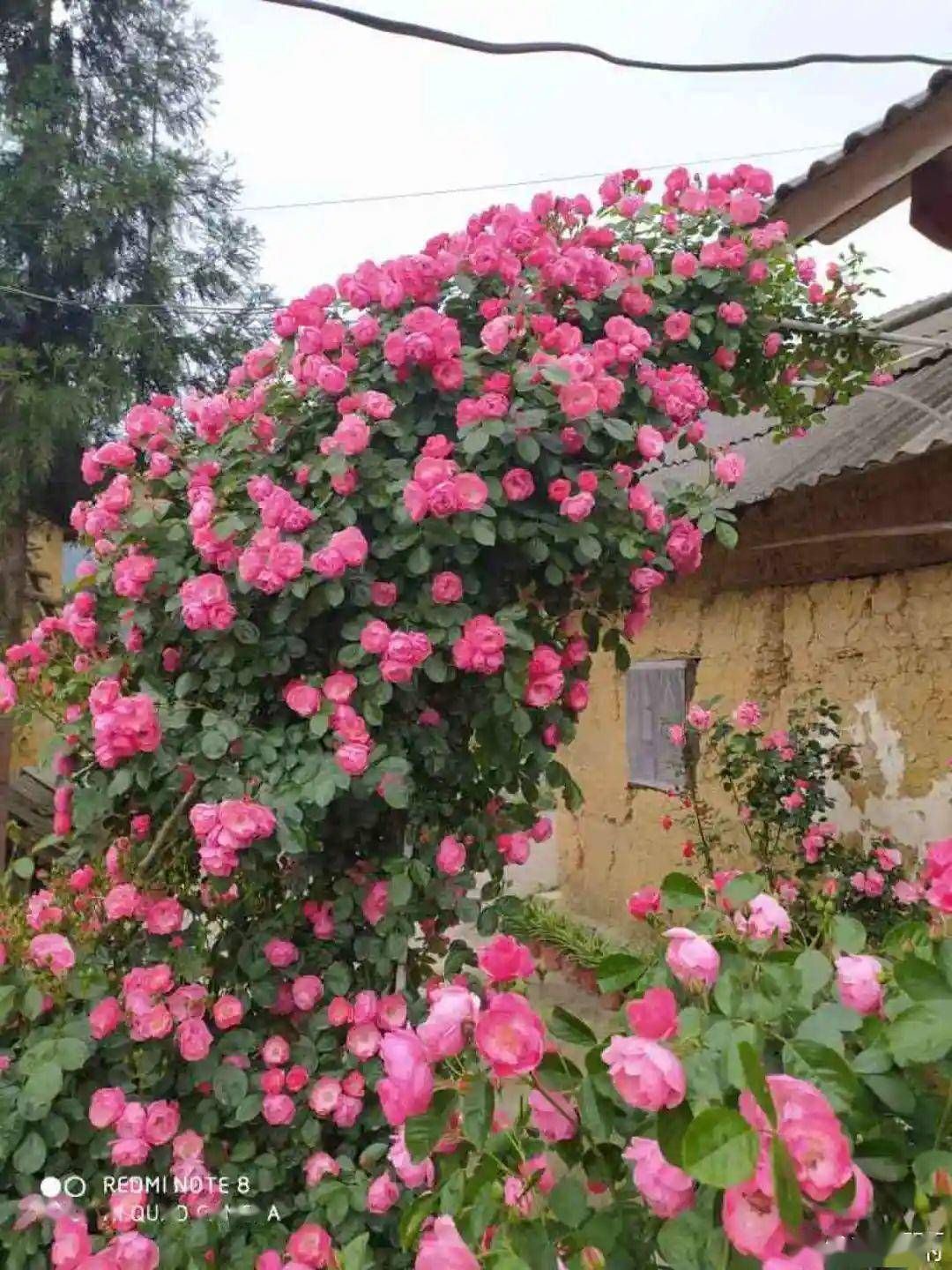 有院子的一定养月季,爆成花瀑布,邻居要羡慕死了_花量