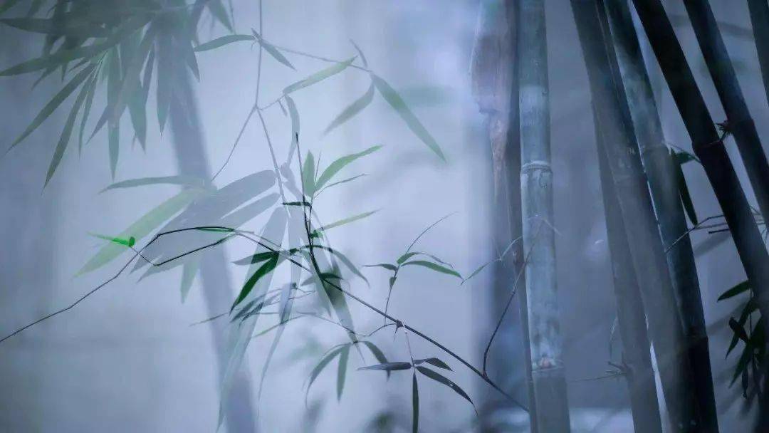 竹子的照片学会这样拍,真的美极啦!