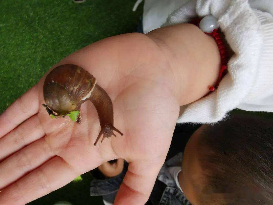 春天在哪里灵石县第一幼儿园课程游戏我的蜗牛朋友