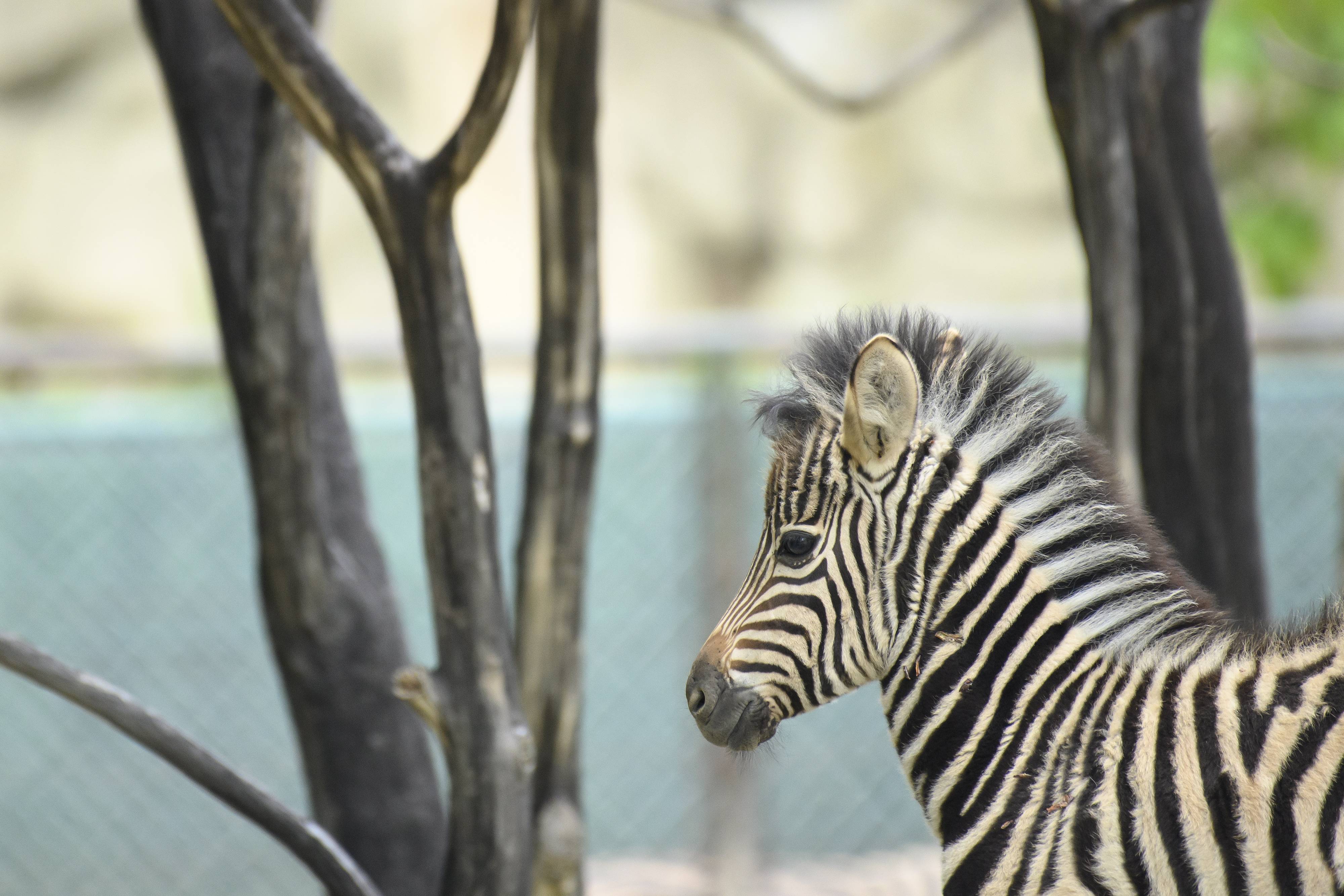 奥地利美泉宫动物园重新开放