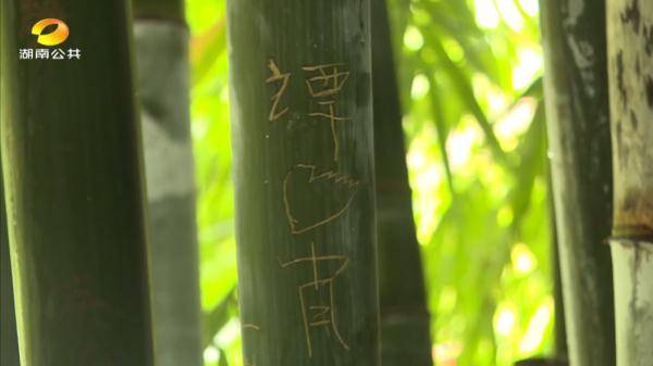 公园里竹子遭刻字 毁容 刻在竹子上的爱情就会长久 游园