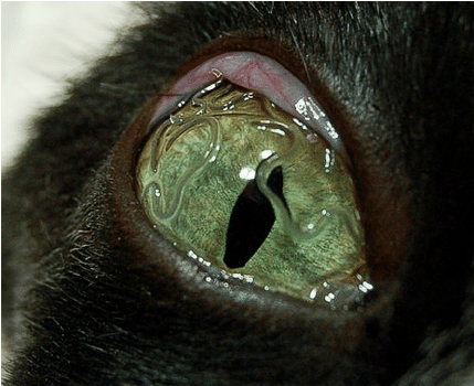 它们喜欢寄生在犬猫及其他哺乳动物的眼睛里,导致吮吸线虫病.