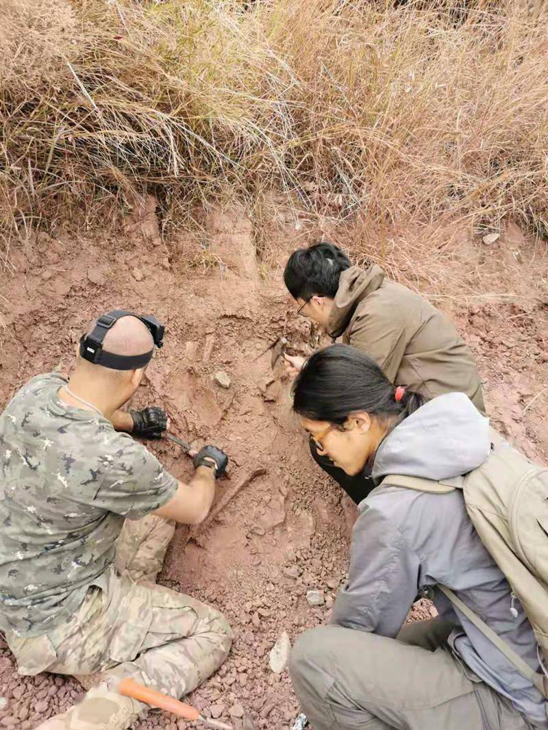 化石|重大发现！云南出土3岁恐龙幼体化石，不属任何已知属种