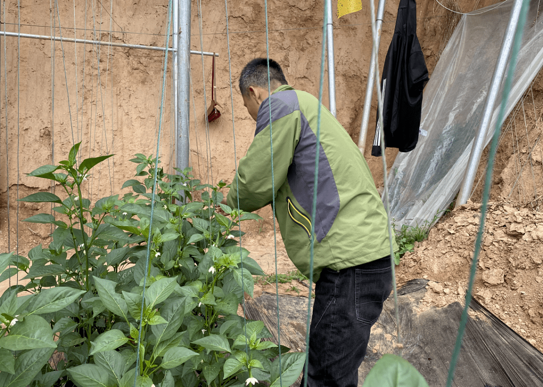 可使用菌毒清防治病毒病,用甲基硫菌灵防治炭疽病,疫病,用速克灵或霜