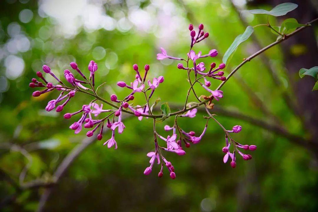 丁香花的花語