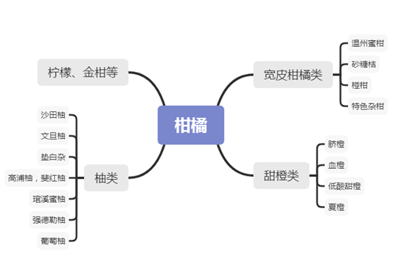 芸香科关系图图片